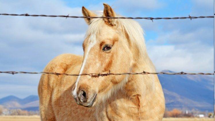 horse, Barbed Wire, Animals HD Wallpaper Desktop Background