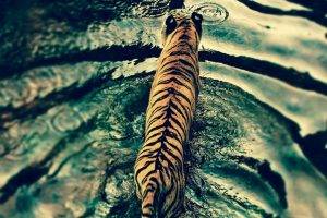 tiger, Filter, Ripples, Animals