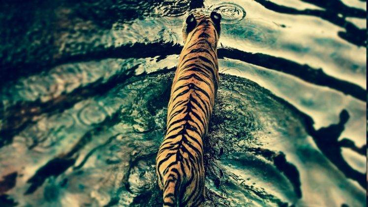 tiger, Filter, Ripples, Animals HD Wallpaper Desktop Background