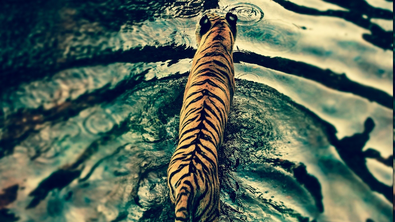 tiger, Filter, Ripples, Animals Wallpaper