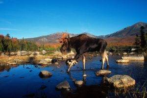 animals, Moose, River, Rock, Mountain