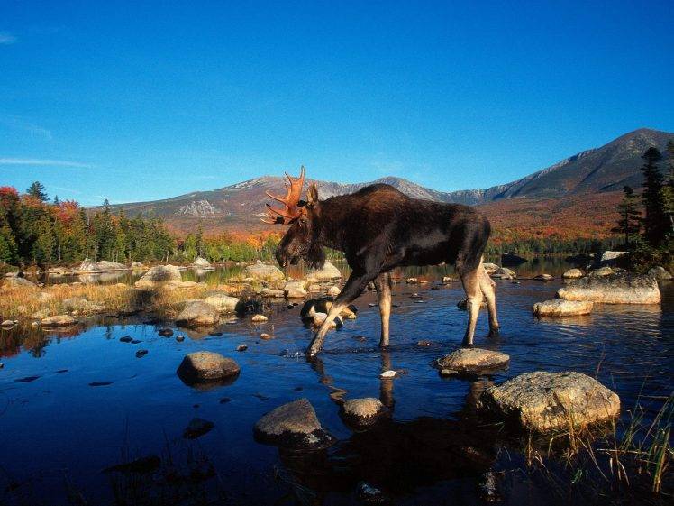 animals, Moose, River, Rock, Mountain HD Wallpaper Desktop Background