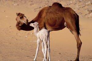 animals, Camels, Baby Animals, Sand