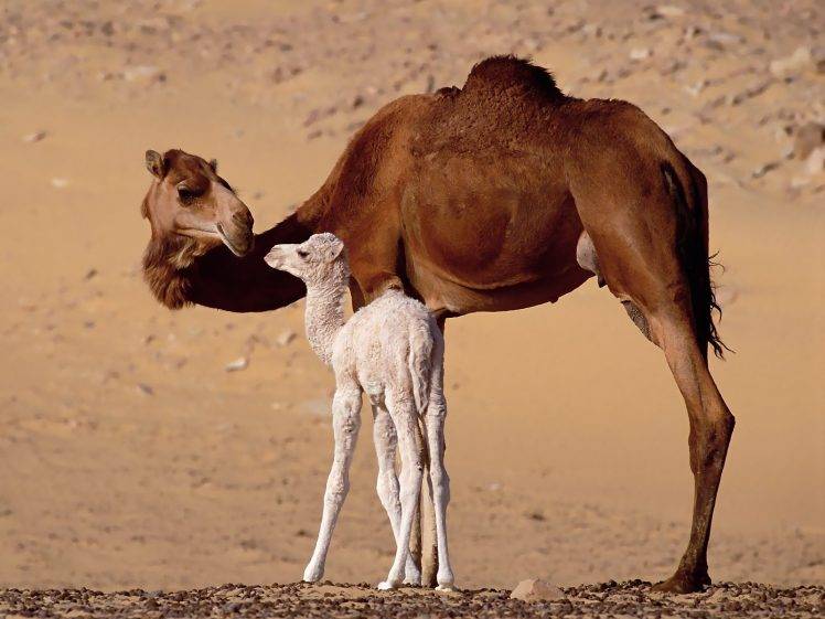 animals, Camels, Baby Animals, Sand HD Wallpaper Desktop Background