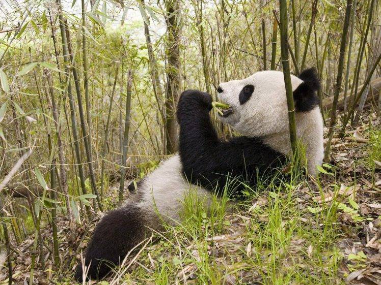 animals, Bamboo HD Wallpaper Desktop Background