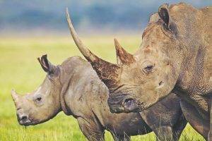 animals, Rhino