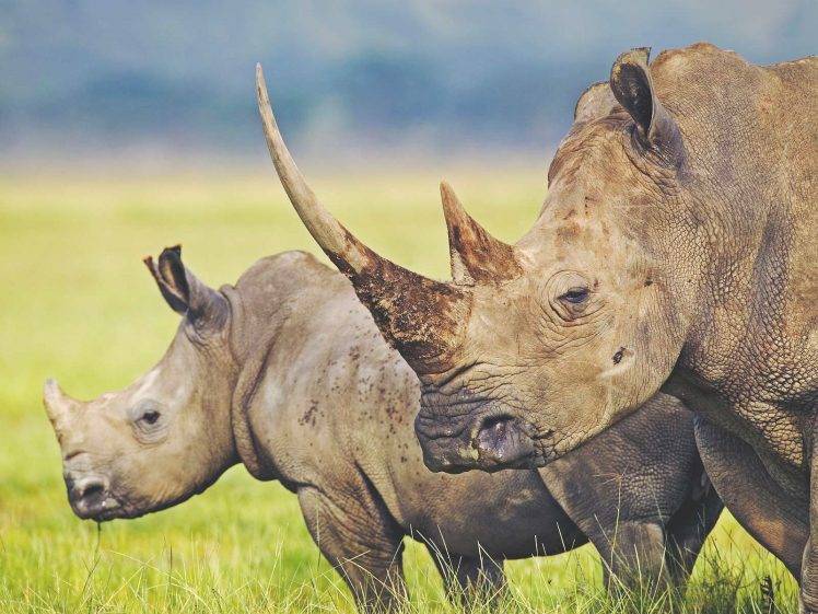 animals, Rhino HD Wallpaper Desktop Background