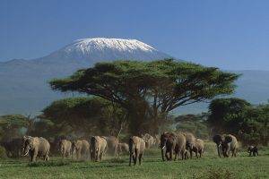 animals, Elephants, Mountain, Kenya, Trees