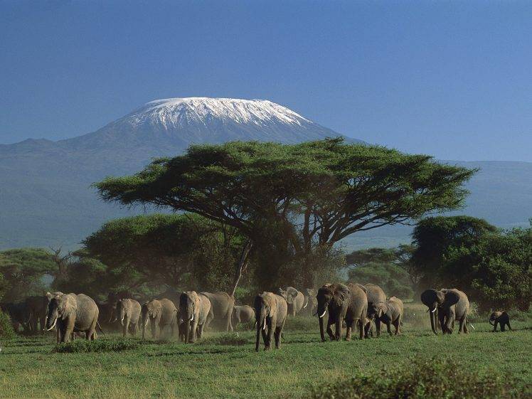 animals, Elephants, Mountain, Kenya, Trees HD Wallpaper Desktop Background