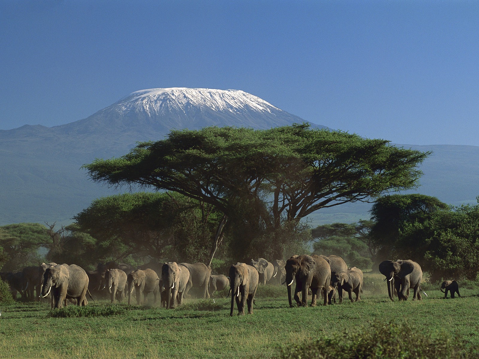 animals, Elephants, Mountain, Kenya, Trees Wallpaper
