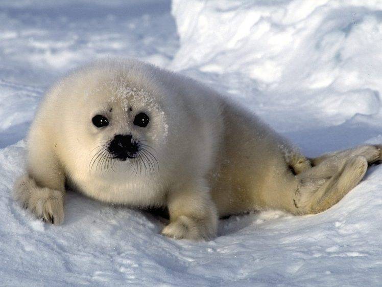 animals, Seals, Snow, Baby Animals HD Wallpaper Desktop Background