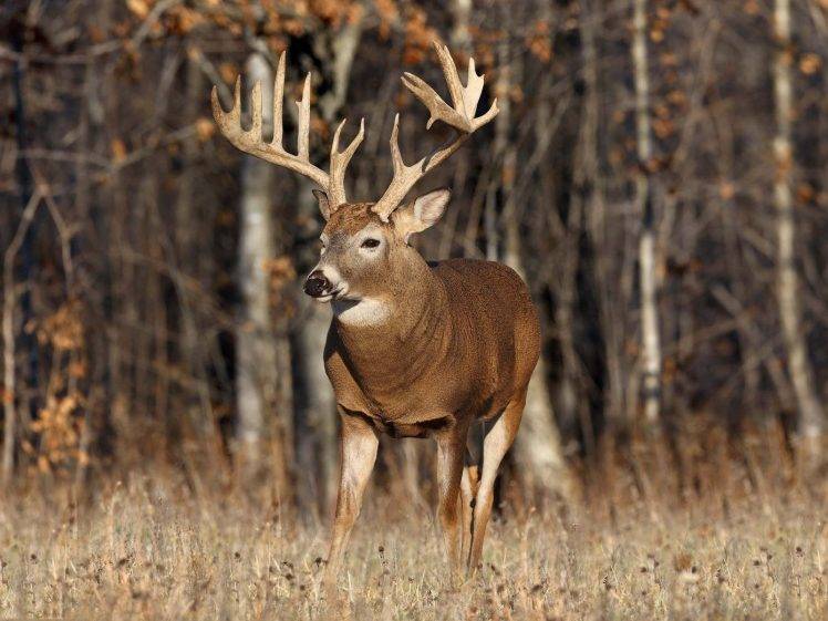 animals, Deer, Forest, Antlers HD Wallpaper Desktop Background