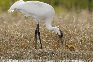 animals, Cranes (bird), Baby Animals