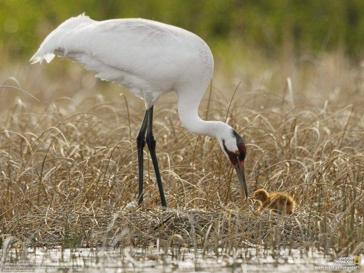 animals, Cranes (bird), Baby Animals HD Wallpaper Desktop Background