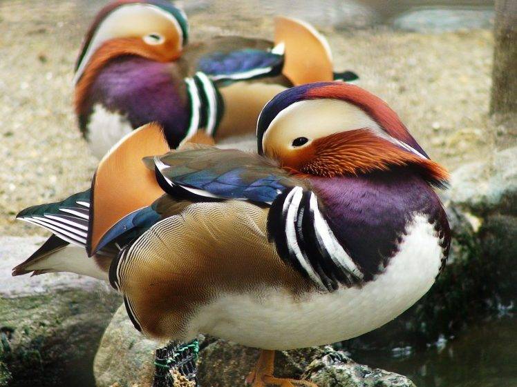 animals, Duck, Birds HD Wallpaper Desktop Background