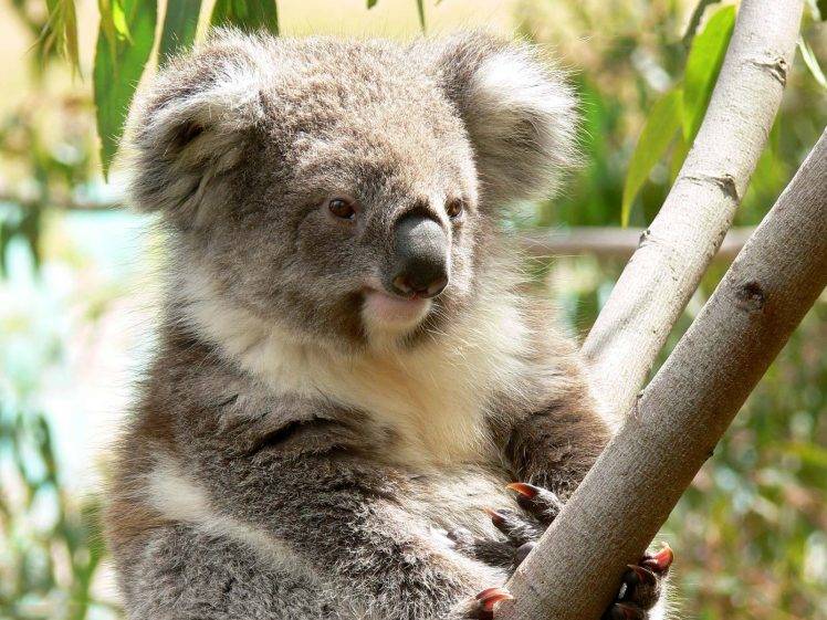 animals, Koalas, Branch HD Wallpaper Desktop Background