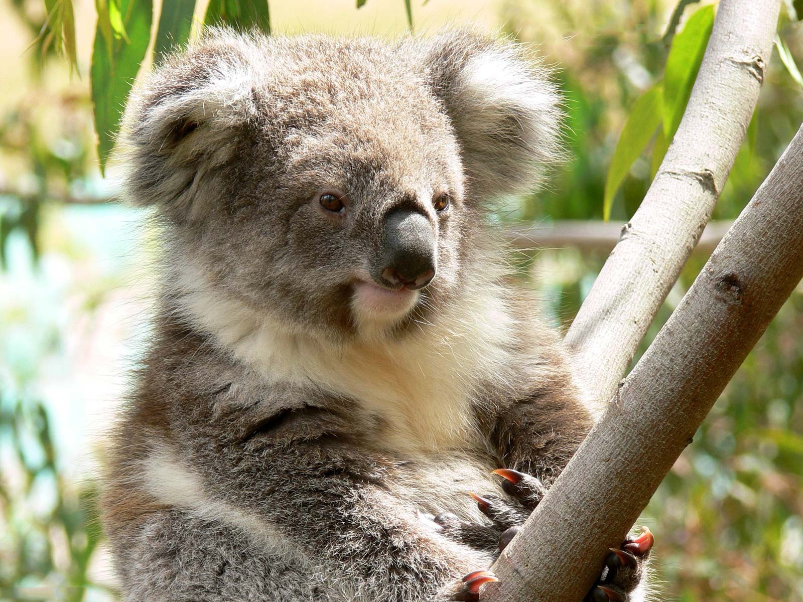 animals, Koalas, Branch Wallpaper