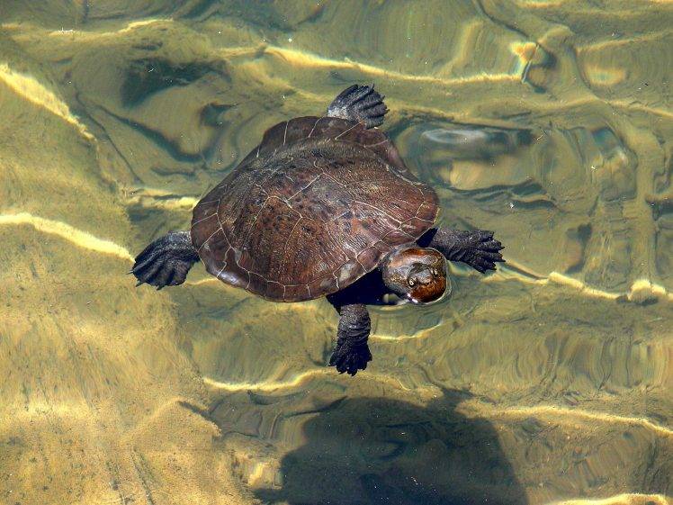 animals, Turtle, Water HD Wallpaper Desktop Background