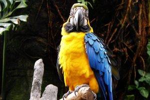 animals, Birds, Macaws, Parrot