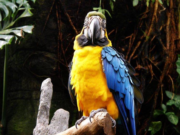 animals, Birds, Macaws, Parrot HD Wallpaper Desktop Background