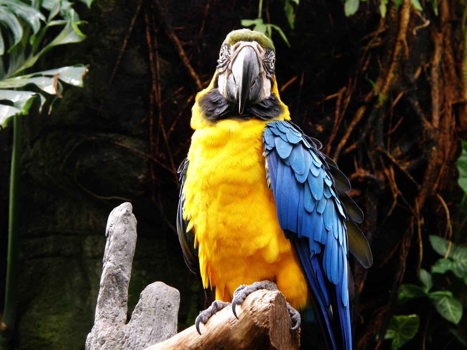 animals, Birds, Macaws, Parrot Wallpaper