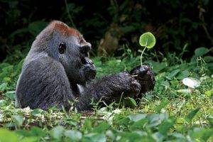 animals, Gorillas, Leaves