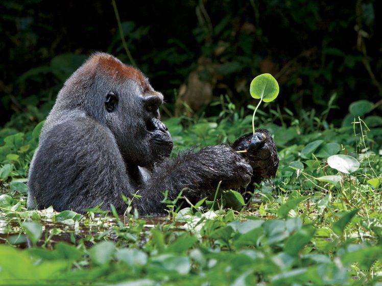 animals, Gorillas, Leaves HD Wallpaper Desktop Background