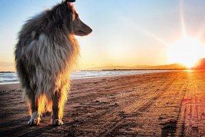 animals, Dog, Beach, Sunset