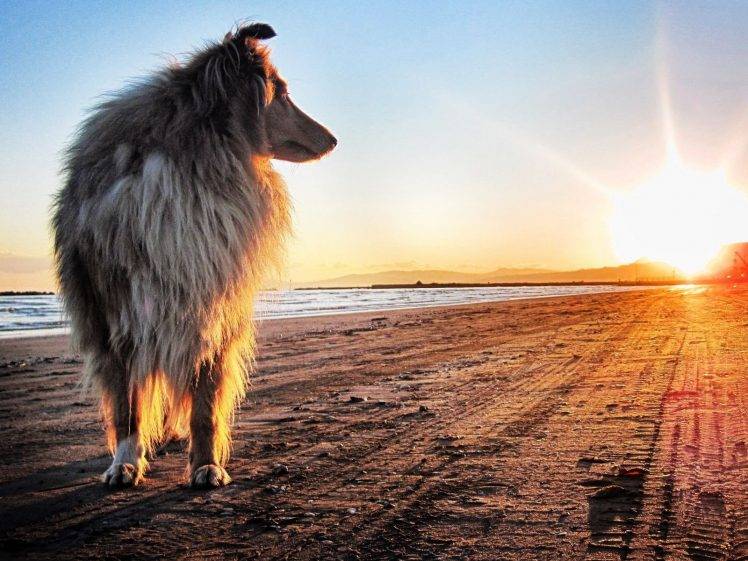 animals, Dog, Beach, Sunset HD Wallpaper Desktop Background