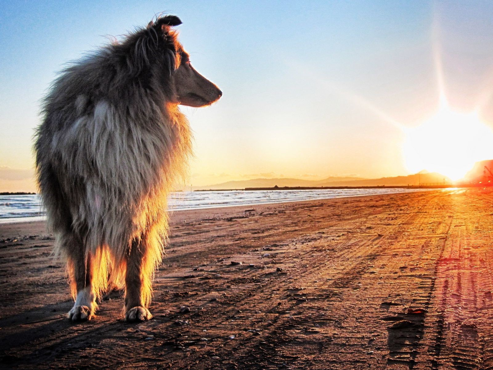 animals, Dog, Beach, Sunset Wallpaper