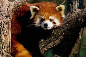 red Panda, Animals, Branch