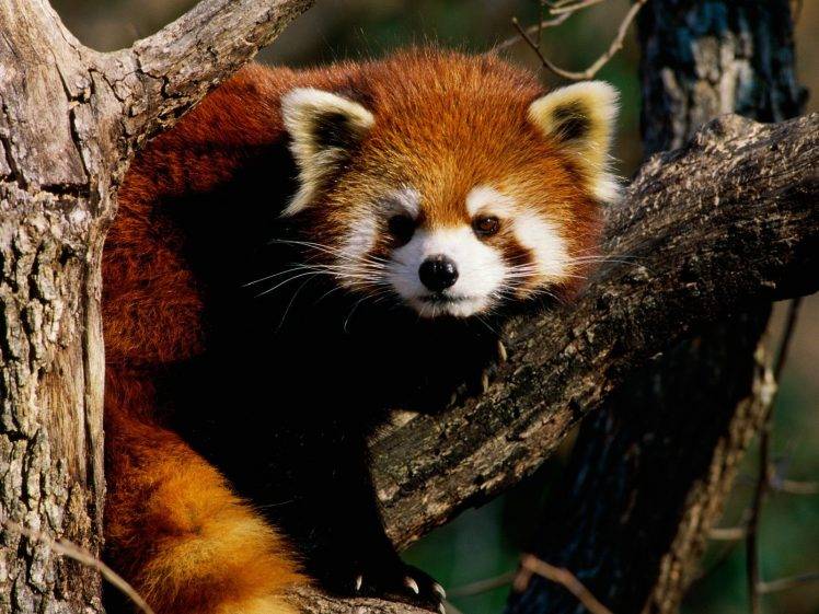 red Panda, Animals, Branch HD Wallpaper Desktop Background