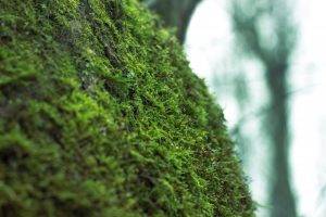 moss, Nature, Macro, Russia