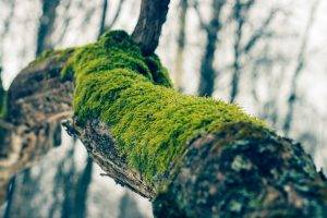 moss, Branch, Trees, Nature, Worms Eye View, Russia