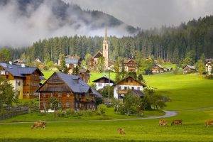 architecture, Town, Building, Austria, Wood, House, Church, Villages, Nature, Trees, Forest, Mist, Road, Animals, Cows, Grass