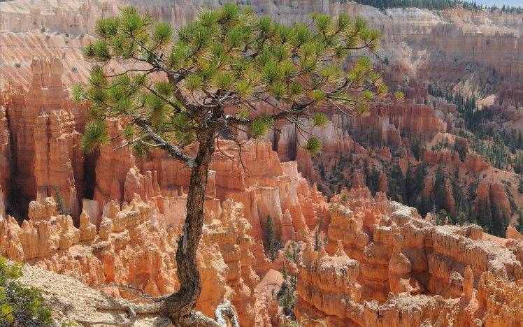 nature, Landscape, Rock, Trees, Bryce Canyon National Park HD Wallpaper Desktop Background