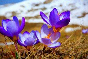 crocuses, Purple Flowers, Nature, Flowers
