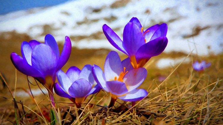 crocuses, Purple Flowers, Nature, Flowers HD Wallpaper Desktop Background