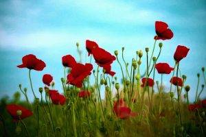 red Flowers, Poppies, Flowers, Nature