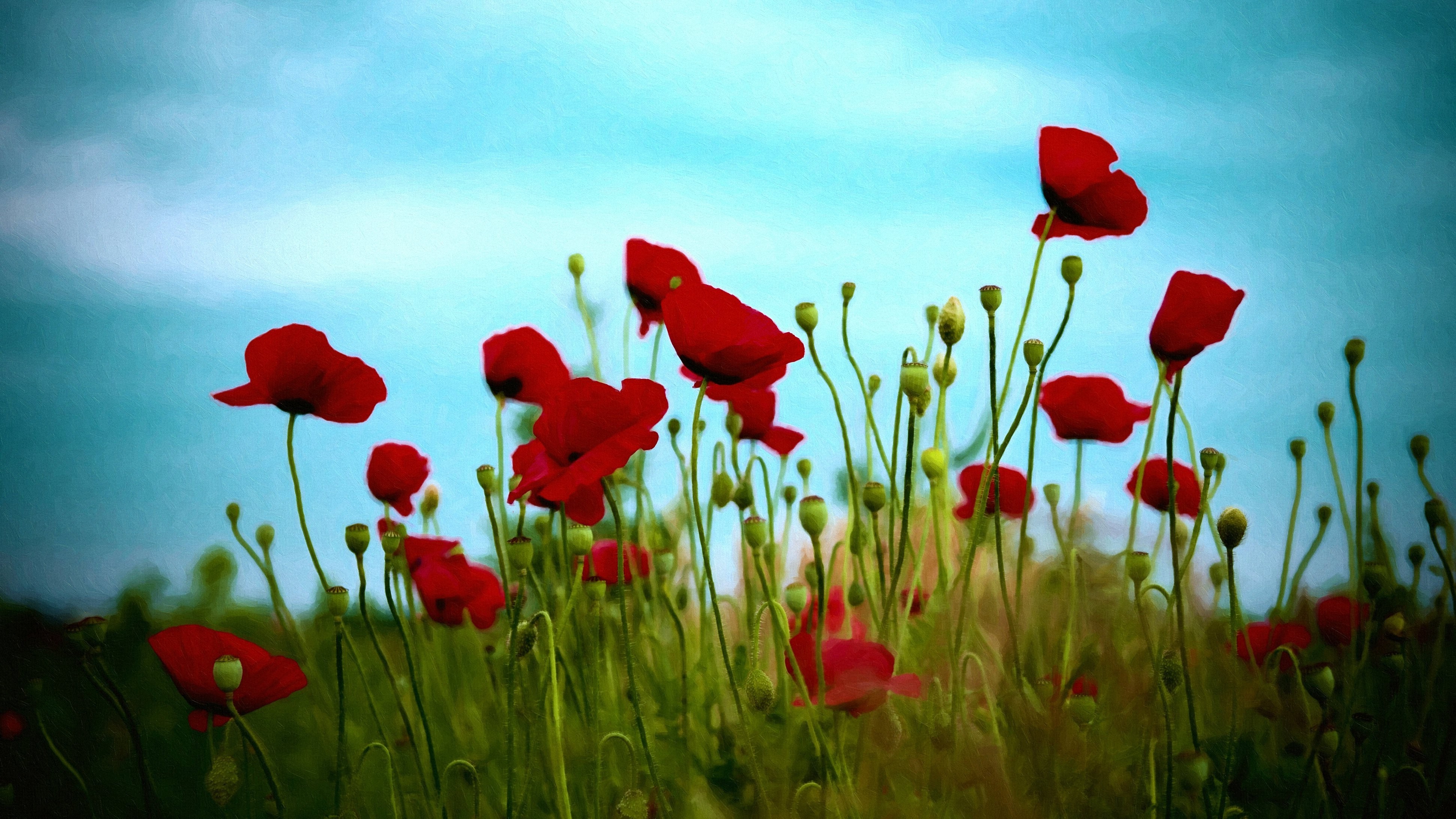 red Flowers, Poppies, Flowers, Nature Wallpaper