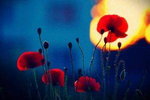 poppies, Depth Of Field, Red Flowers, Flowers, Nature, Sunlight