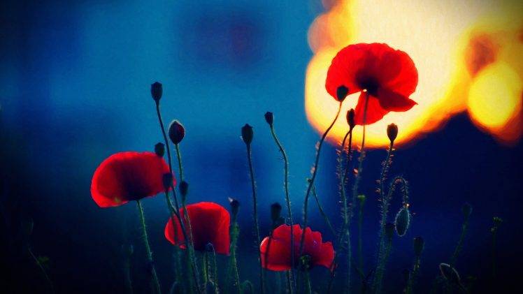 poppies, Depth Of Field, Red Flowers, Flowers, Nature, Sunlight HD Wallpaper Desktop Background