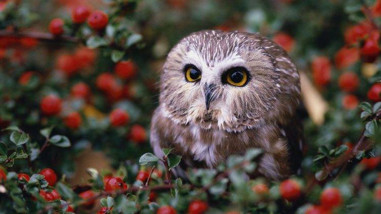 nature, Animals, Baby Animals, Owl, Depth Of Field, Leaves HD Wallpaper Desktop Background