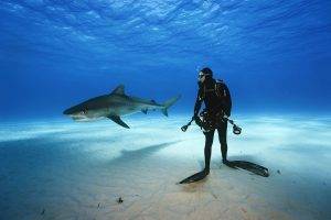 nature, Underwater, Shark, Animals, Divers, Sea