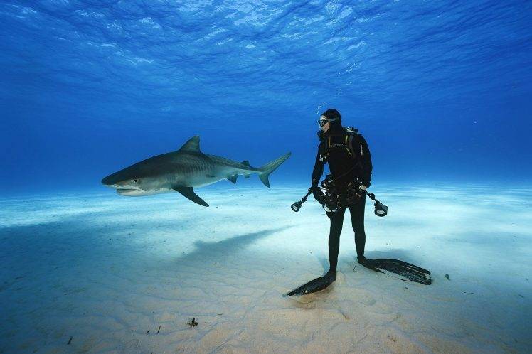 nature, Underwater, Shark, Animals, Divers, Sea HD Wallpaper Desktop Background