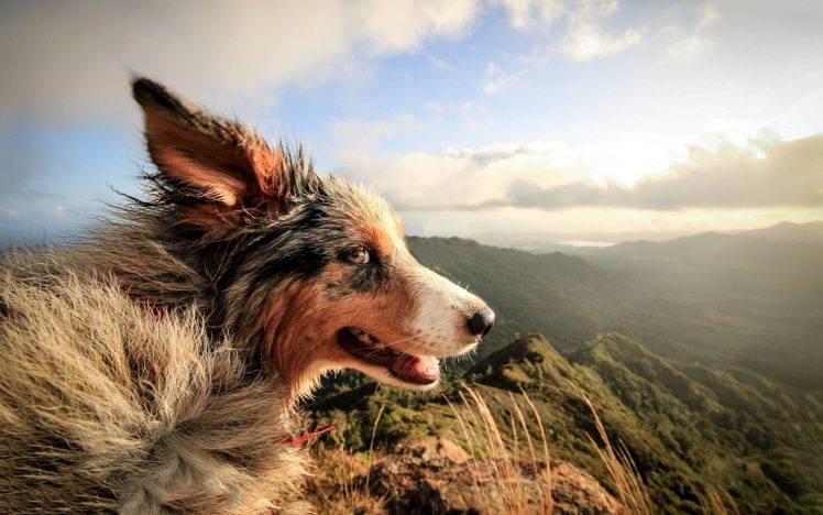 nature, Dog, Landscape, Animals, Windy HD Wallpaper Desktop Background