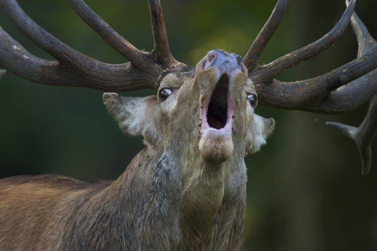 animals, Nature, Deer, Open Mouth, Antlers, Depth Of Field, Fur, Muzzles HD Wallpaper Desktop Background