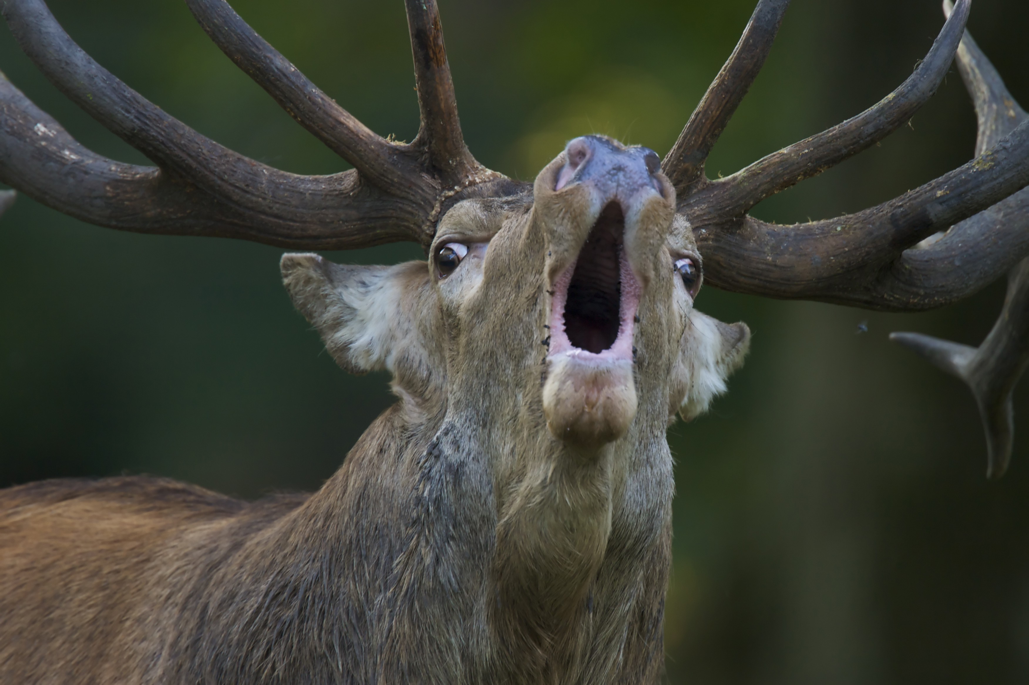 animals, Nature, Deer, Open Mouth, Antlers, Depth Of Field, Fur, Muzzles Wallpaper
