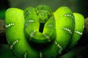 animals, Snake, Blurred, Boa Constrictor