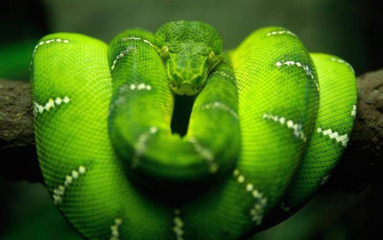animals, Snake, Blurred, Boa Constrictor HD Wallpaper Desktop Background